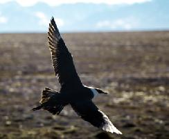 Photo: Parasitic jaeger