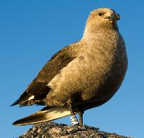 Photo: South polar skua