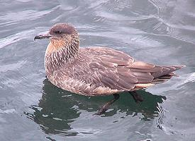 Photo: Chilean skua