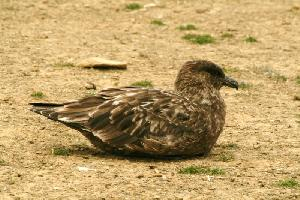 Photo: Brown skua