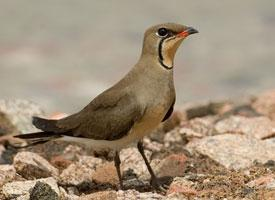 Photo: Collared pratincole