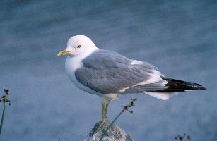 Photo: Common gull