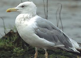 Photo: Caspian gull