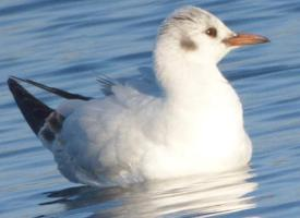 Photo: Little gull