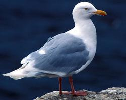 Photo: Glaucous gull