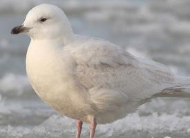 Photo: Iceland gull