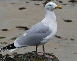 Photo: European herring gull