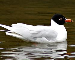 Photo: Mouette mélanocéphale