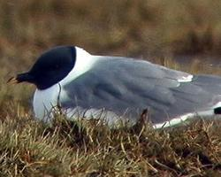 Photo: Mouette de sabine