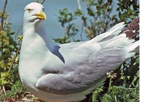 Photo: American herring gull