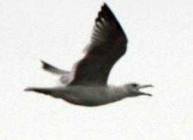 Photo: Armenian gull