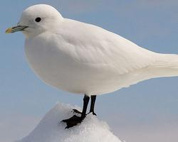 Photo: Ivory gull