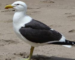 Photo: Kelp gull