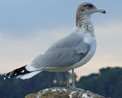 Photo: California gull