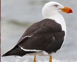 Photo: Pacific gull