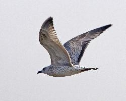 Photo: Vega gull