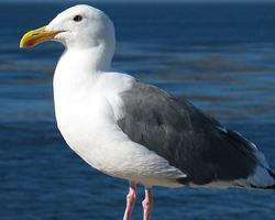 Photo: Western gull