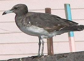 Photo: Sooty gull