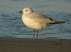 Photo: Relict gull