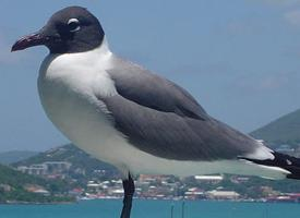 Photo: Laughing gull