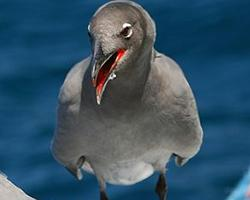 Photo: Lava gull