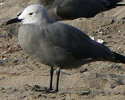 Photo: Grey gull