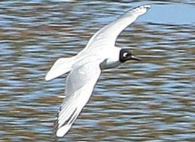 Photo: Andean gull