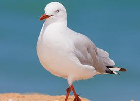 Photo: Mouette argentée