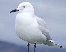 Photo: Mouette de buller