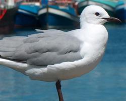 Photo: Mouette de hartlaub