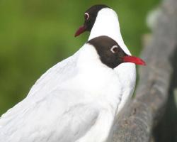 Photo: Mouette du tibet