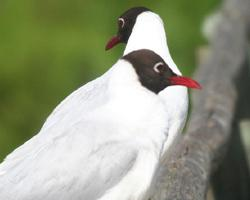 Photo: Mouette de patagonie