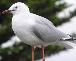 Photo: Mouette argentée