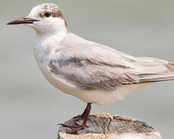 Photo: Little tern