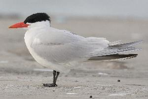 Photo: Caspian tern