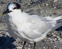 Photo: Sandwich tern