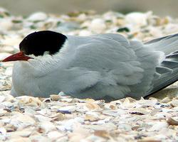 Photo: Arctic tern