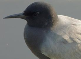 Photo: Black tern