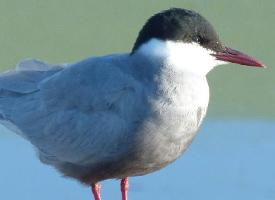 Photo: Whiskered tern