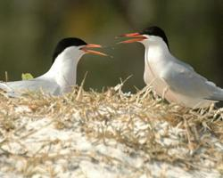 Photo: Roseate tern