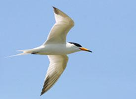 Photo: Chinese crested tern