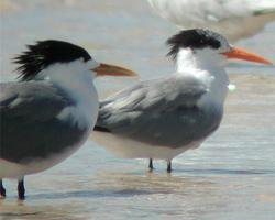 Photo: Lesser crested tern