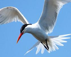 Photo: Elegant tern