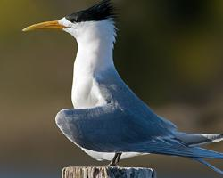 Photo: Greater crested tern