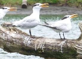 Photo: Royal tern