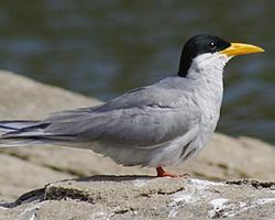 Photo: Indian river tern