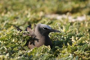 Photo: Brown noddy