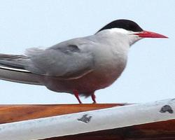 Photo: Antarctic tern