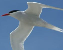 Photo: South american tern