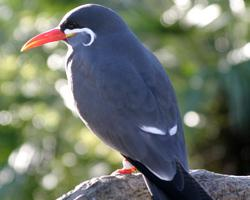 Photo: Inca tern